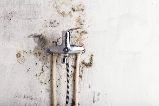 Best Local Mold Removal Service  in Bethany, MO