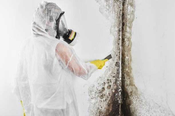 Professional Mold Removal in Bethany, MO