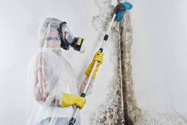 Best Certified Mold Removal  in Bethany, MO