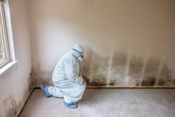 Best Residential Mold Removal  in Bethany, MO
